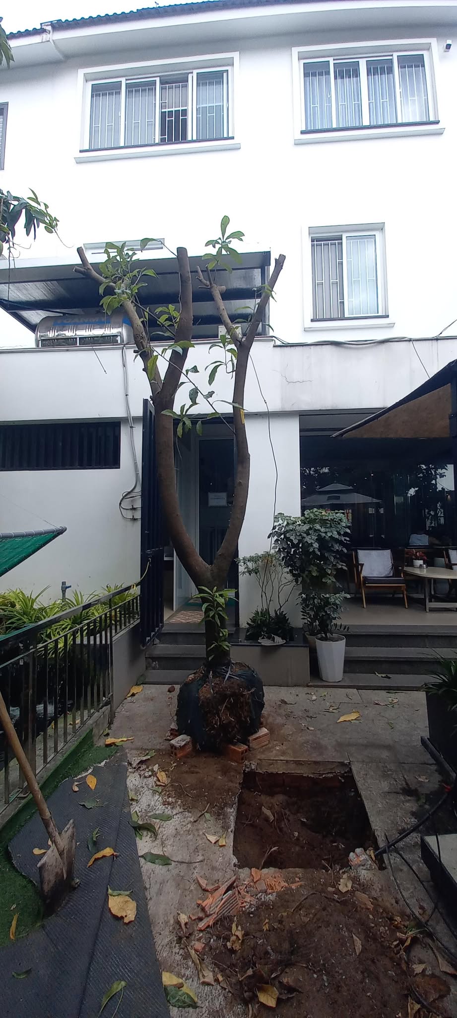 Bứng cây xanh an toàn