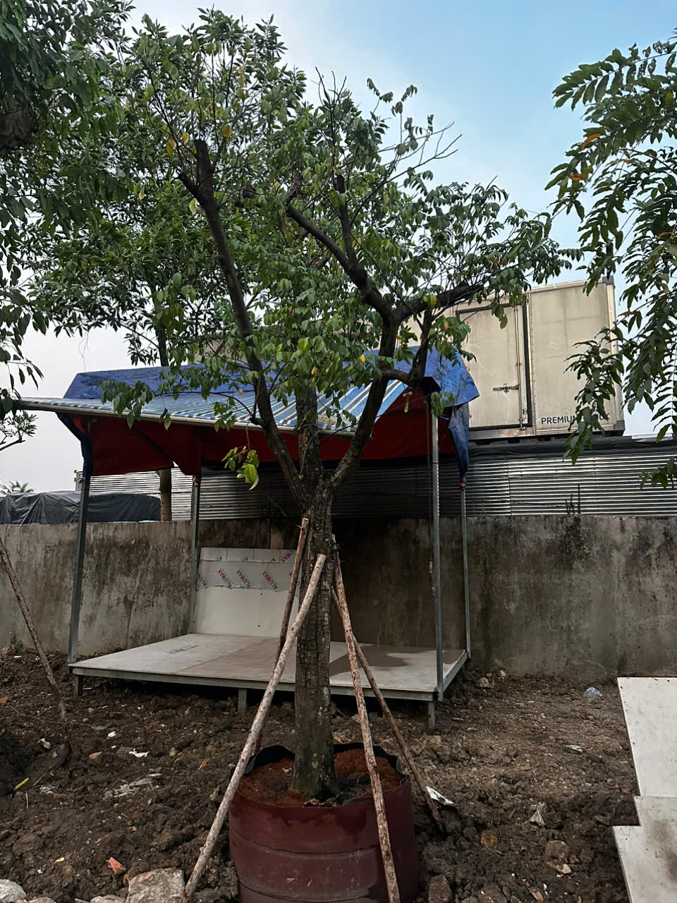 CÂY KHẾ NGỌT