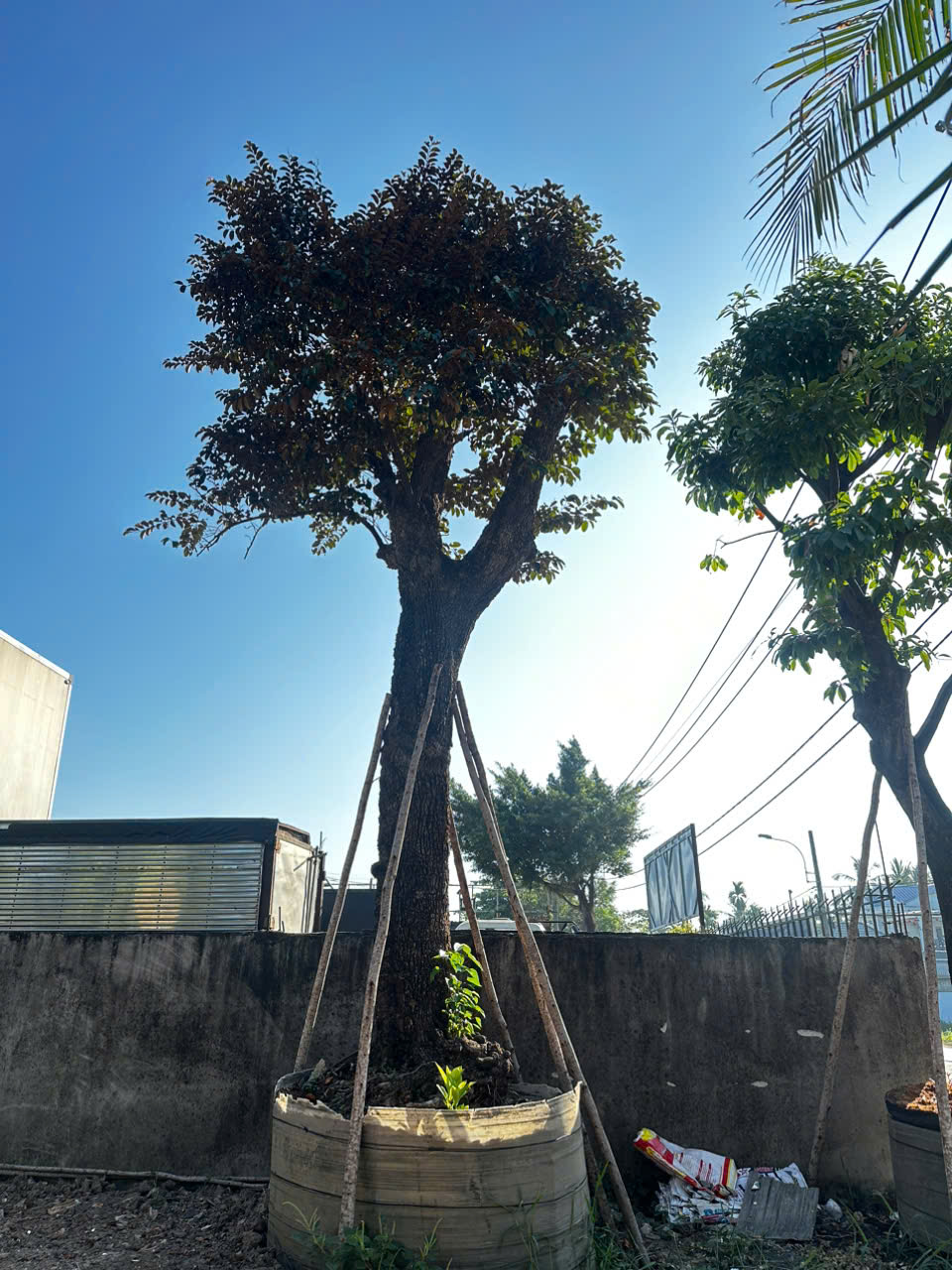 CÂY VÚ SỮA