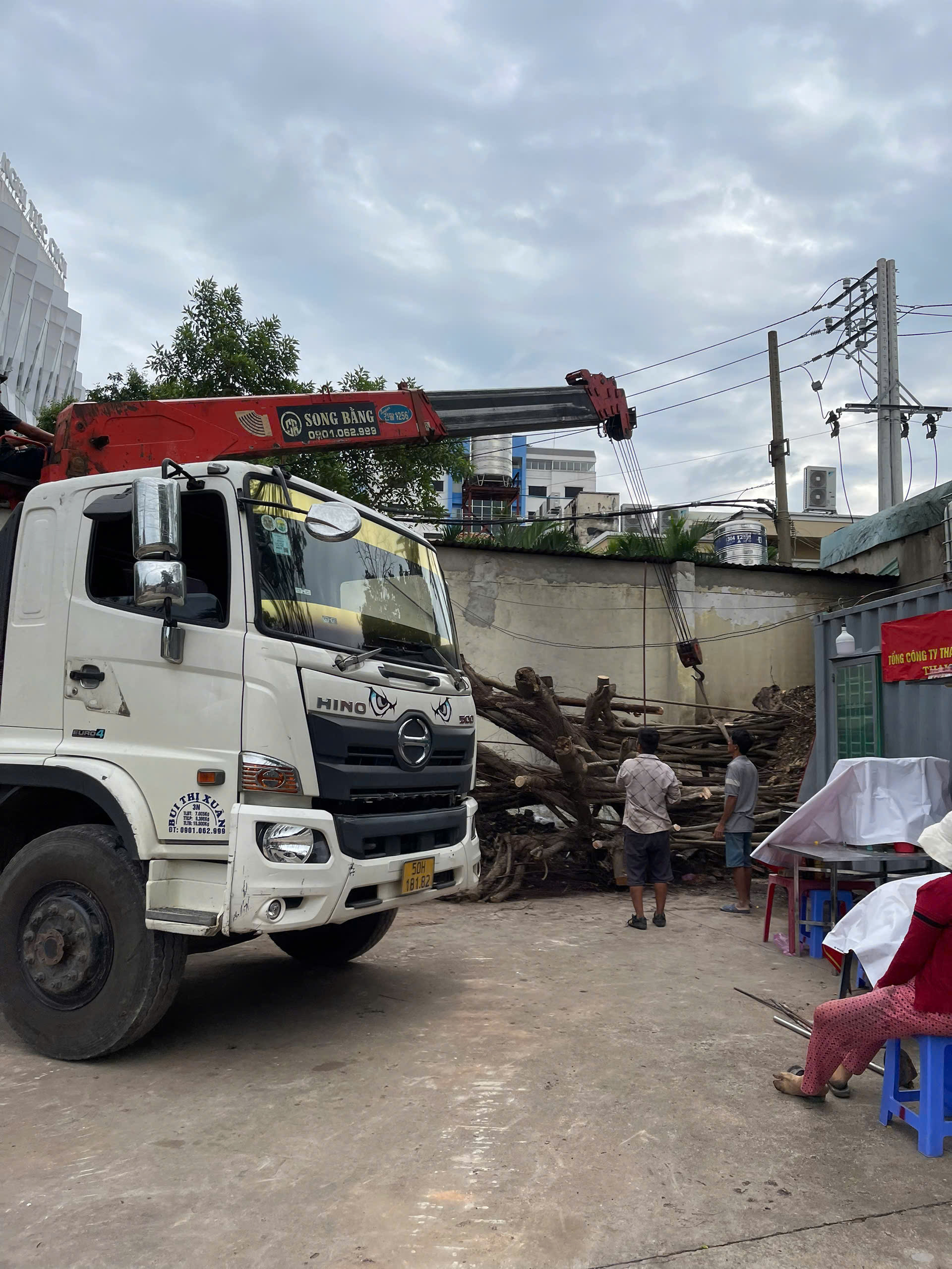 CẮT TỈA DI DỜI CÂY