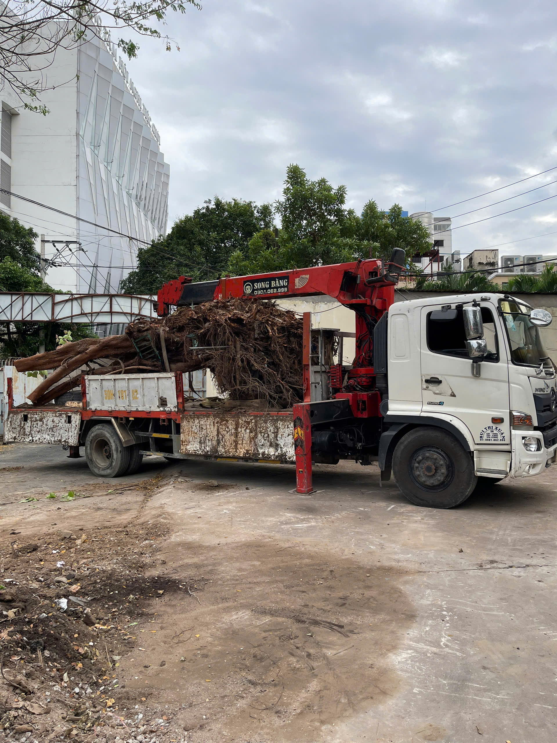 Di dời cây