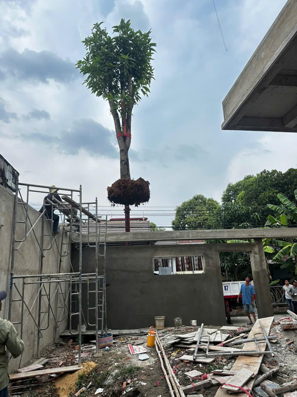 Trồng cây xanh chuyên nghiệp