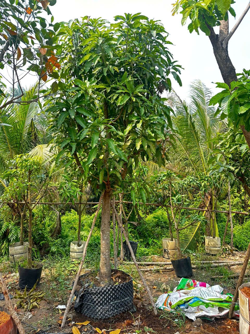 XOÀI CÁT HOÀ LỘC